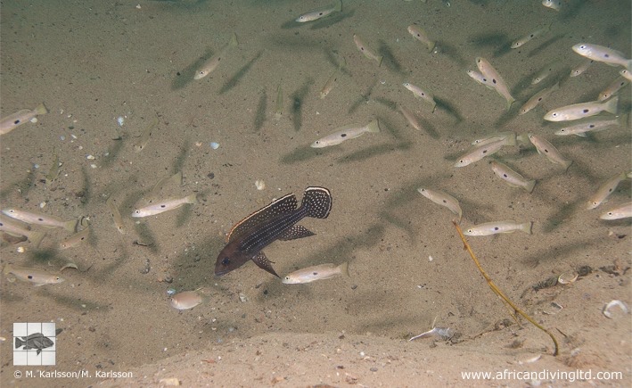 Neolamprologus tetracanthus 'Cape Kabogo'